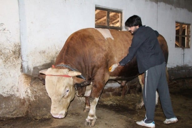 Çorum’da 1,3 tonluk boğa için 80 bin lira istiyor