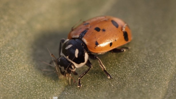 Foto - Çorum'da böcek üretim laboratuvarı kuruldu