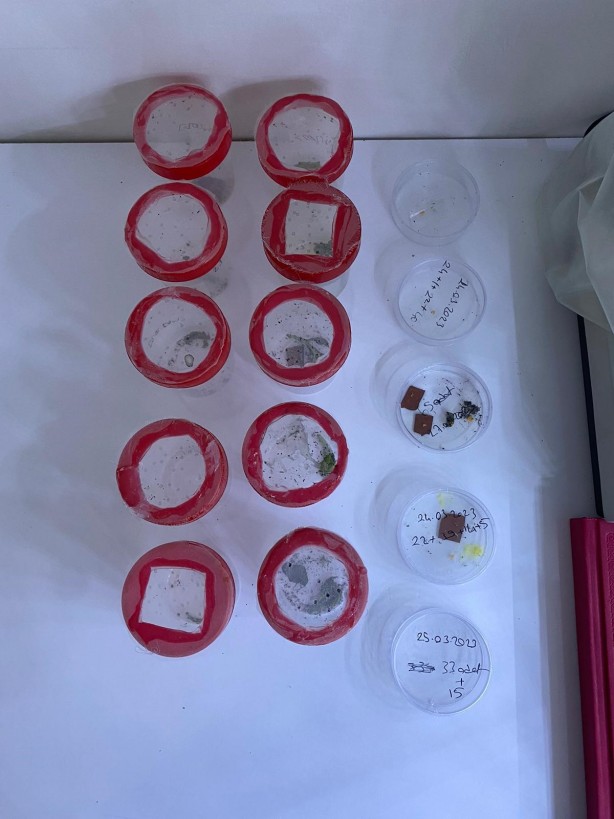 Foto - Çorum'da böcek üretim laboratuvarı kuruldu