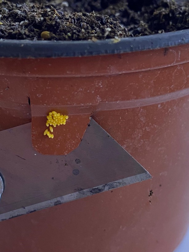 Foto - Çorum'da böcek üretim laboratuvarı kuruldu