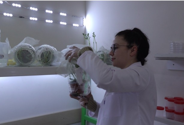 Çorum'da böcek üretim laboratuvarı kuruldu