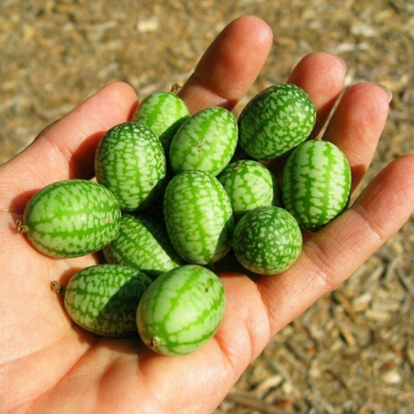 Foto - Cucamelon meyvesinden haberdar mısınız?