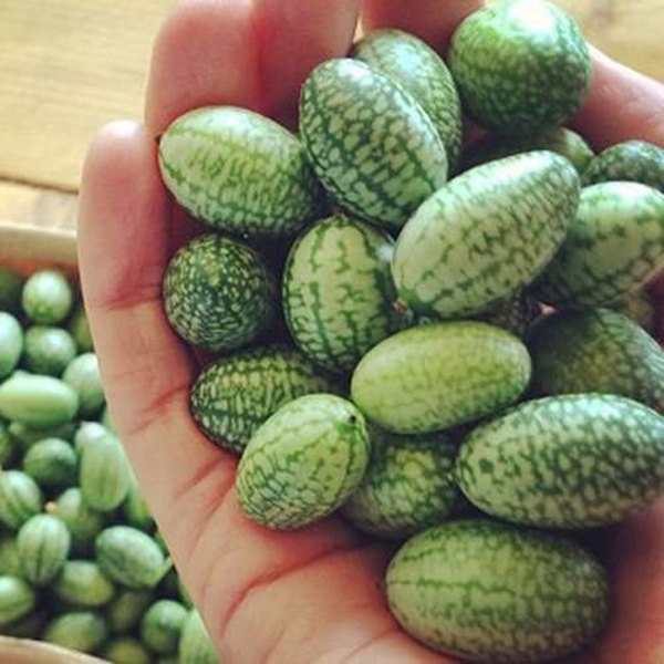 Foto - Cucamelon meyvesinden haberdar mısınız?