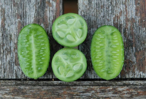 Foto - Cucamelon meyvesinden haberdar mısınız?