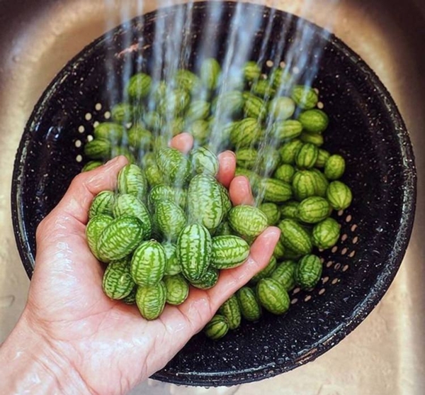 Foto - Cucamelon meyvesinden haberdar mısınız?