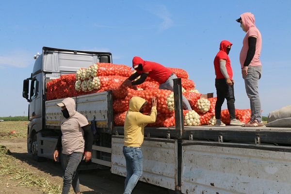 Foto - Çukurova'da hasat yaygınlaştı! Soğan fiyatı düşüşe geçti