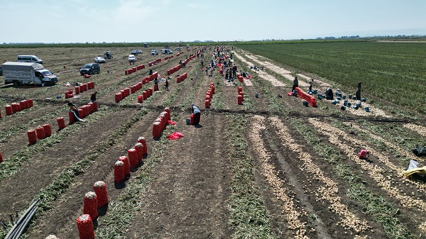 Foto - Çukurova'da hasat yaygınlaştı! Soğan fiyatı düşüşe geçti