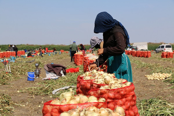 Foto - Çukurova'da hasat yaygınlaştı! Soğan fiyatı düşüşe geçti