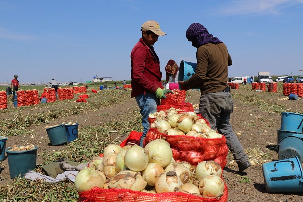Foto - Çukurova'da hasat yaygınlaştı! Soğan fiyatı düşüşe geçti