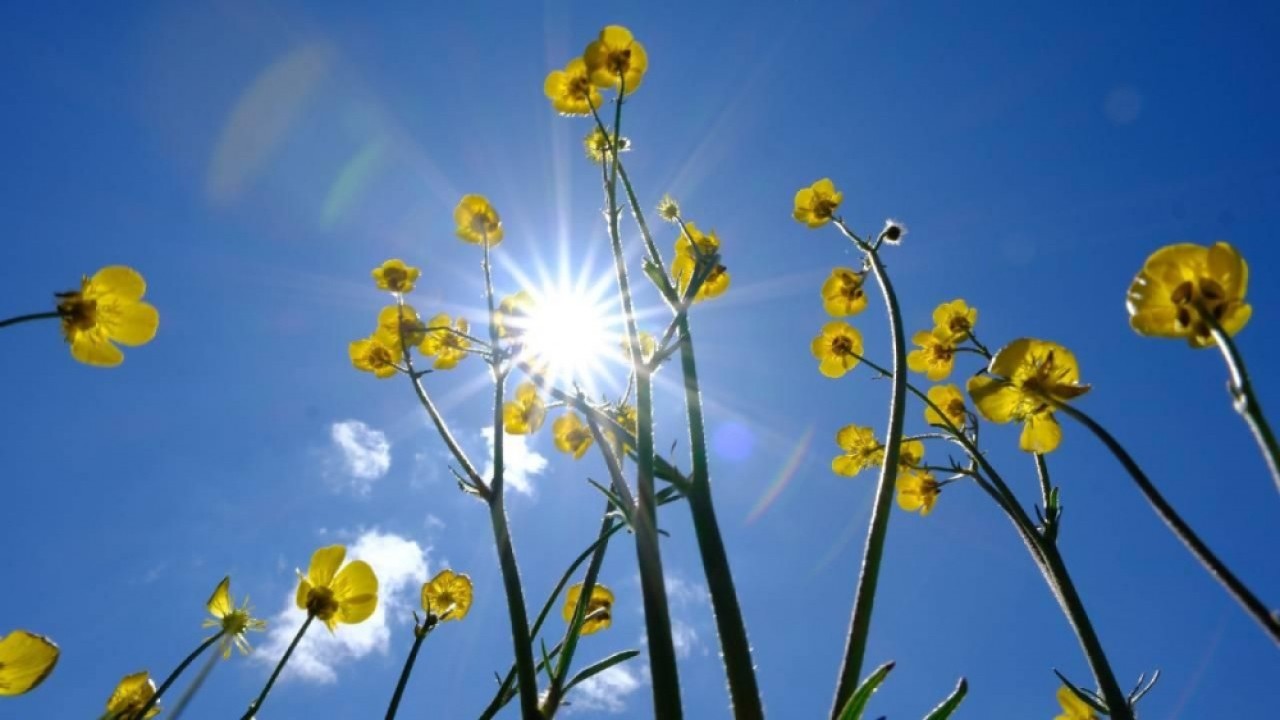 Foto - Meteoroloji açıkladı: Cuma ve cumartesi Türkiye'ye giriş yapıyor! Alerjisi olanları yakından ilgilendiriyor