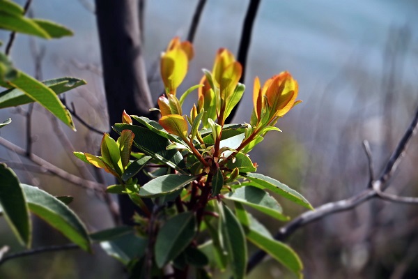 Foto - Cumhuriyet tarihinin en büyük yangını yaşanmıştı! Yangının izleri 2 yılda böyle silindi!