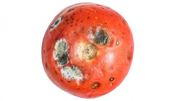 Foto - Çürük domates nasıl değerlendirilir? İşte değerlendirmenin yöntemi…