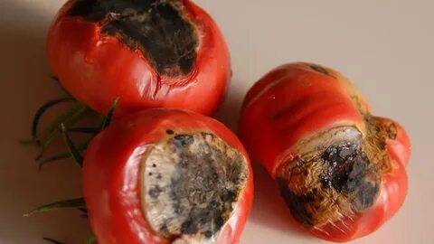 Foto - Çürük domates nasıl değerlendirilir? İşte değerlendirmenin yöntemi…