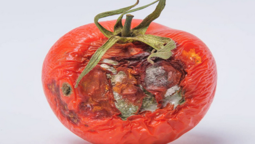 Foto - Çürük domateslerin ne işe yaradığını duyan bir daha çöpe atmıyor! Herkes yapmaz demişti! Olur mu demeyin!