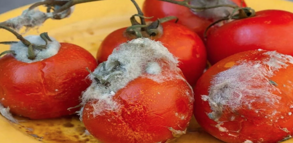 Foto - Çürük domateslerin ne işe yaradığını duyan bir daha çöpe atmıyor! Herkes yapmaz demişti! Olur mu demeyin!
