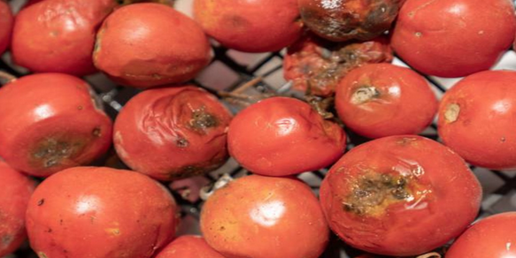 Foto - Çürük domateslerin ne işe yaradığını duyan bir daha çöpe atmıyor! Herkes yapmaz demişti! Olur mu demeyin!