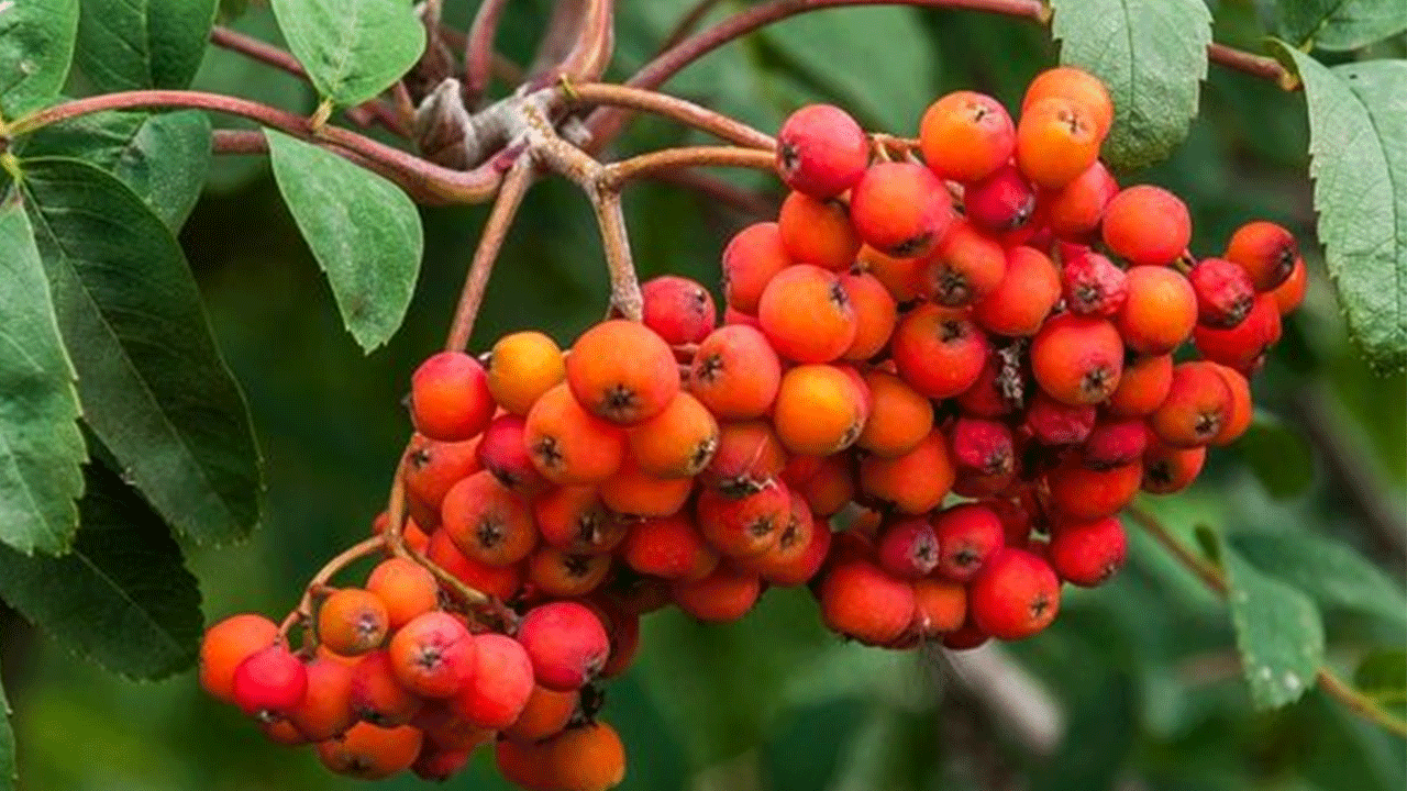 Foto - Çürümeye başlayınca tüketiyorlar: Faydası saymakla bitmiyor!