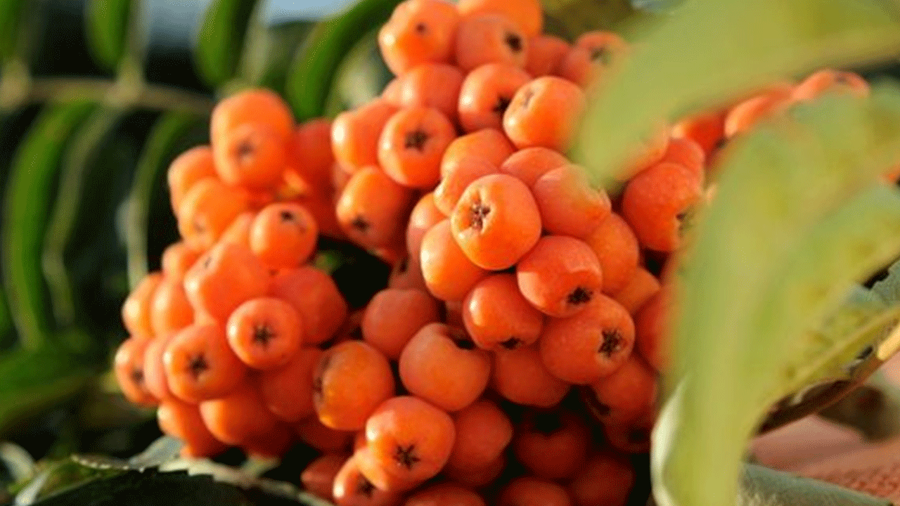 Foto - Çürümeye başlayınca tüketiyorlar: Faydası saymakla bitmiyor!