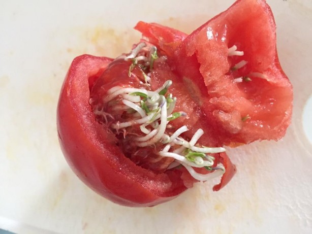 Foto - Çürüyen domateslerinizi sakın çöpe atmayın! Bu etkisini ilk kez duyacaksınız