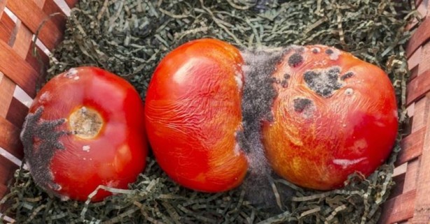 Foto - Çürüyen domateslerinizi sakın çöpe atmayın! Bu etkisini ilk kez duyacaksınız