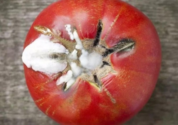 Foto - Çürüyen domateslerinizi sakın çöpe atmayın! Bu etkisini ilk kez duyacaksınız