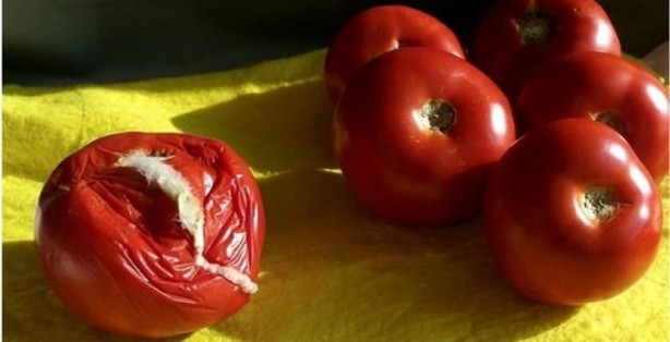 Foto - Çürüyen domateslerinizi sakın çöpe atmayın! Bu etkisini ilk kez duyacaksınız