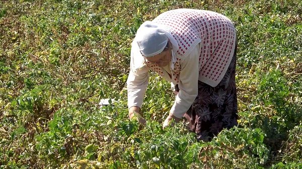 Foto - Çuvalını kapan tarlaya koştu! Belediyeden anons yaptırdı her şeyi bedavadan dağıttı