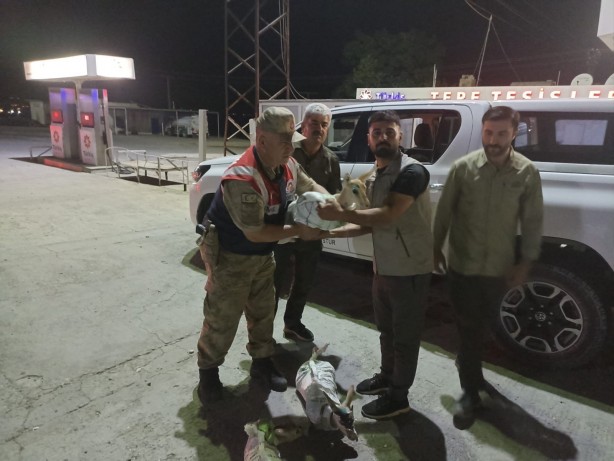 Foto - Çuvallara sarılmış halde ceylan yavruları ele geçirildi