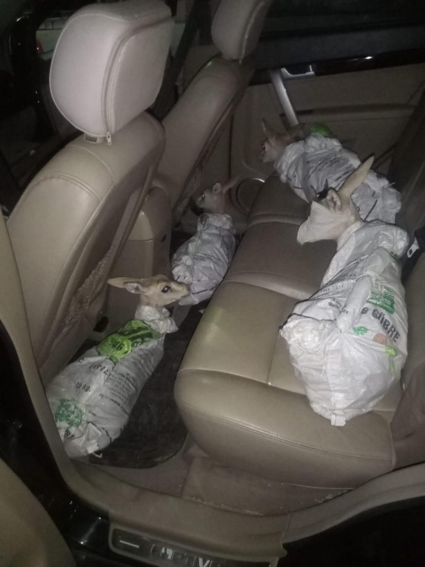 Çuvallara sarılmış halde ceylan yavruları ele geçirildi