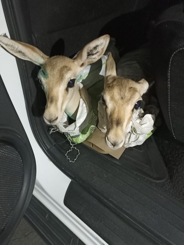 Foto - Çuvallara sarılmış halde ceylan yavruları ele geçirildi