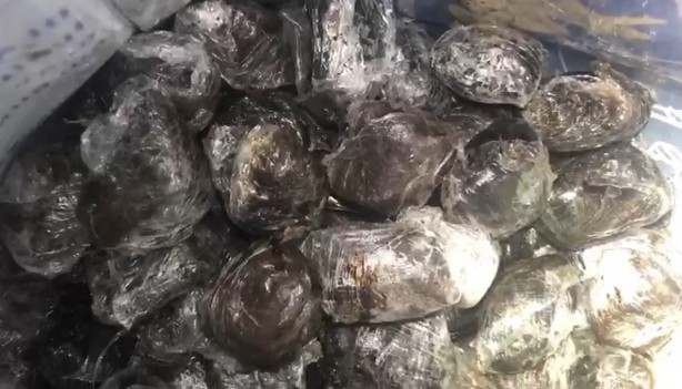 Çuvallarından içinden çıkanlar şoke etti!