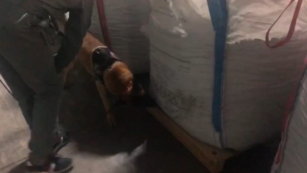 Foto - Çuvallarından içinden çıkanlar şoke etti!