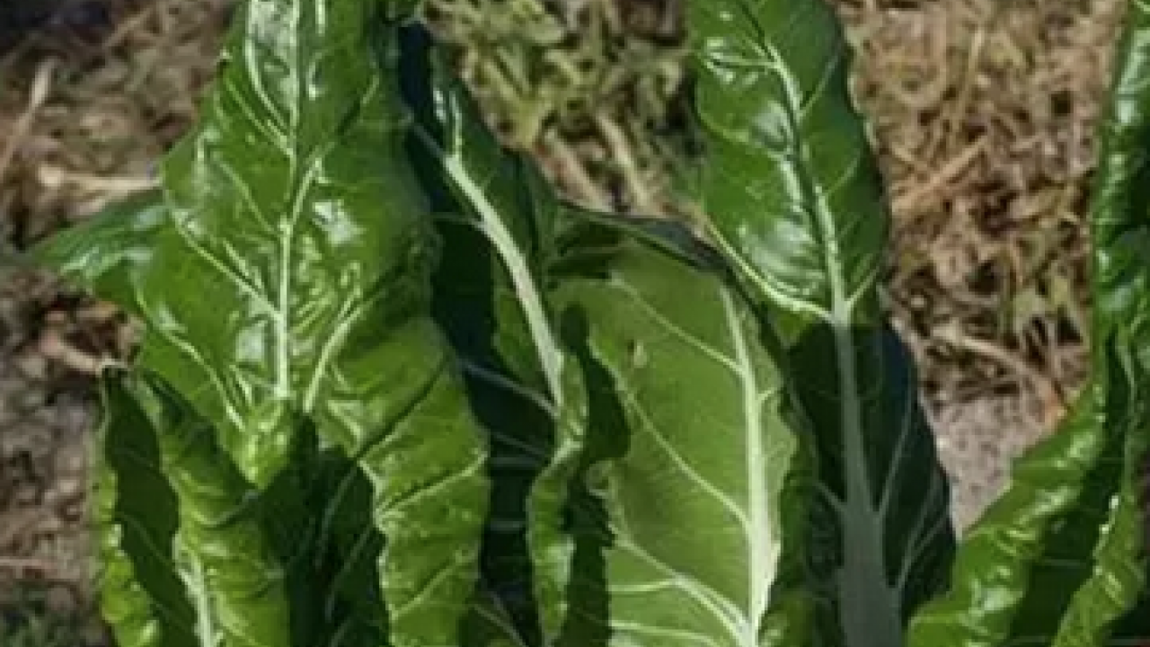 D vitamini zengini, demir eksikliğini önlüyor! Demeti 30 lira: Yiyen şifalı günlerle yaşıyor...