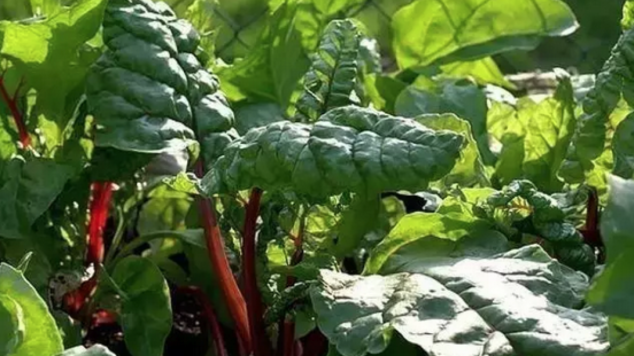 Foto - D vitamini zengini, demir eksikliğini önlüyor! Demeti 30 lira: Yiyen şifalı günlerle yaşıyor...