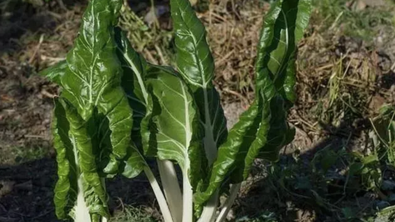 Foto - D vitamini zengini, demir eksikliğini önlüyor! Demeti 30 lira: Yiyen şifalı günlerle yaşıyor...