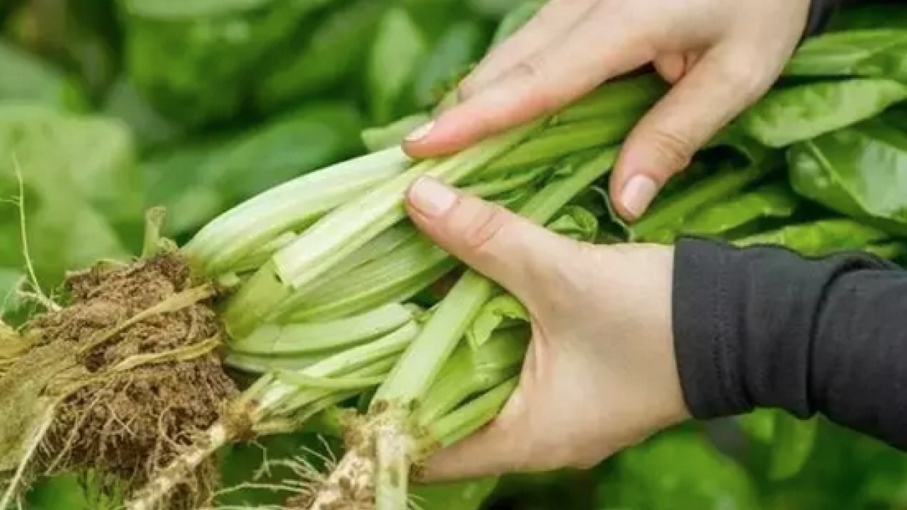 Foto - D vitamini zengini, demir eksikliğini önlüyor! Demeti 30 lira: Yiyen şifalı günlerle yaşıyor...