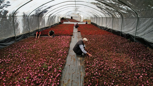 Foto - Dağ başına kurdu! 5 kat daha verimli oldu