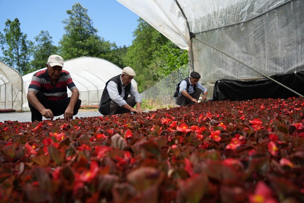 Foto - Dağ başına kurdu! 5 kat daha verimli oldu
