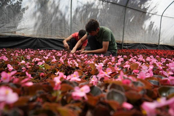 Foto - Dağ başına kurdu! 5 kat daha verimli oldu
