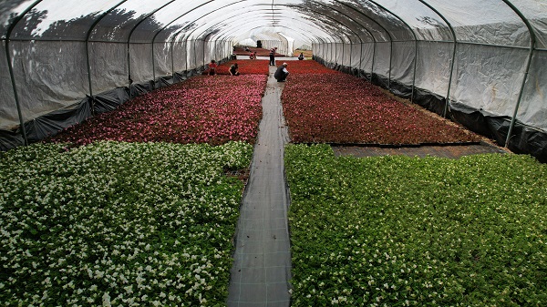 Foto - Dağ başına kurdu! 5 kat daha verimli oldu