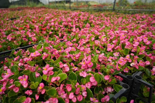 Dağ başına kurdu! 5 kat daha verimli oldu