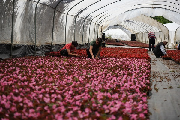 Foto - Dağ başına kurdu! 5 kat daha verimli oldu