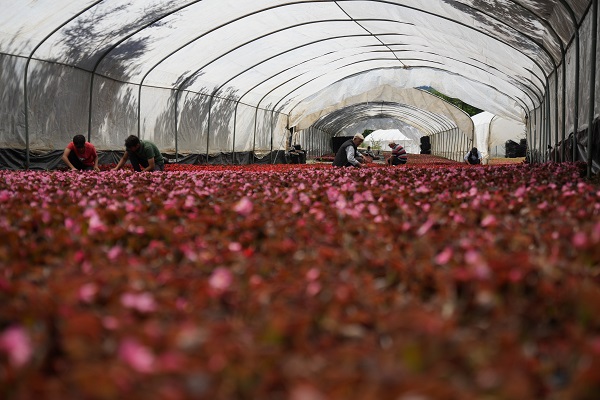 Foto - Dağ başına kurdu! 5 kat daha verimli oldu