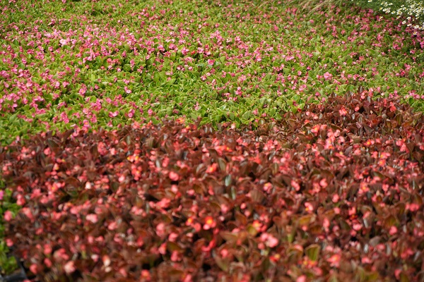 Foto - Dağ başına kurdu! 5 kat daha verimli oldu