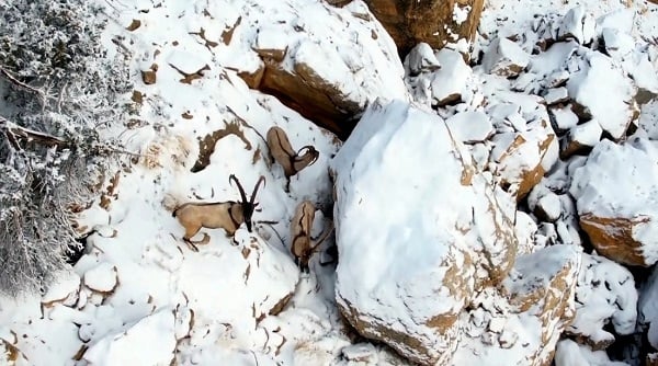 Foto - Dağ keçileri, drona böyle yakalandı