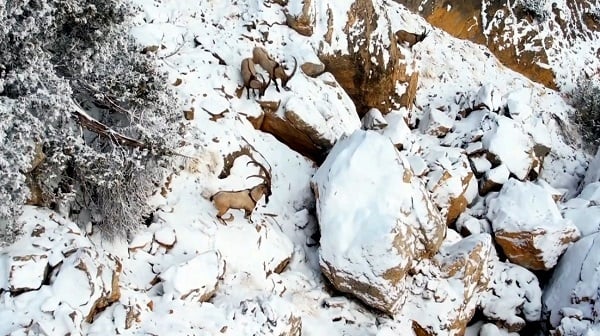 Foto - Dağ keçileri, drona böyle yakalandı