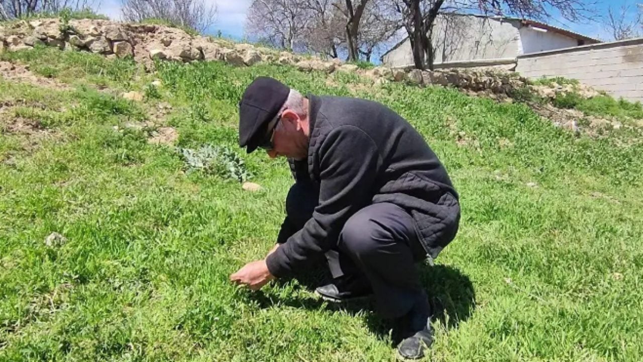 Foto - Dağda kendiliğinden yetişen mucize! İltihaptan eser kalmıyor!