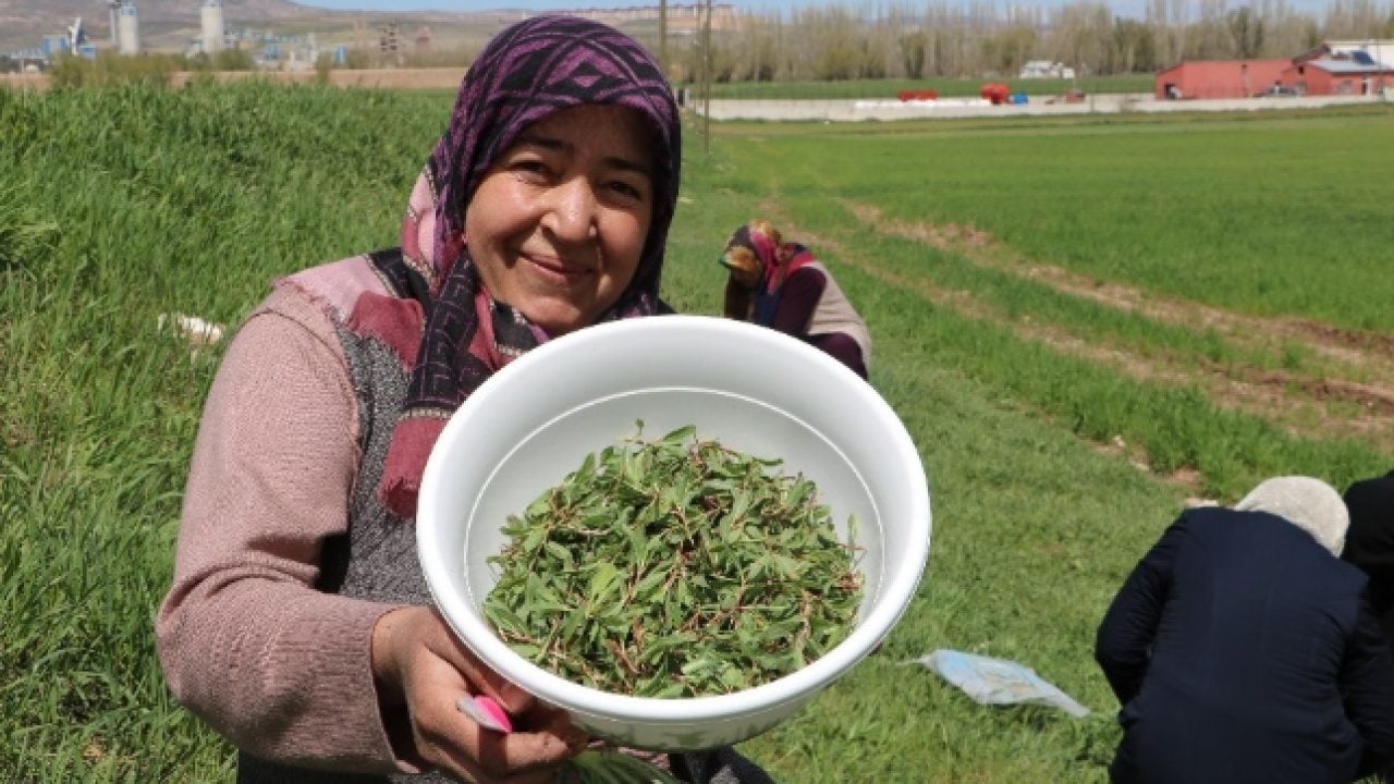Foto - Dağda kendiliğinden yetişen mucize! İltihaptan eser kalmıyor!