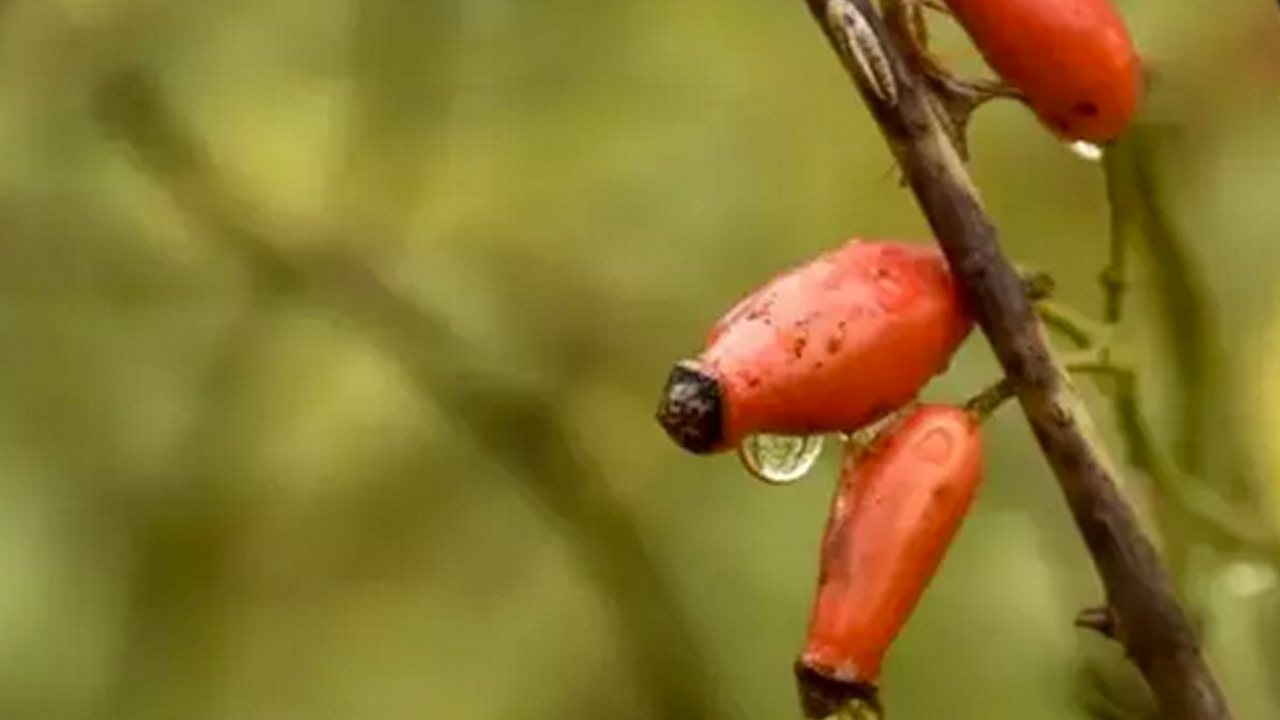 Dağda kendiliğinden yetişiyor! İsteyen yapabiliyor… Doğal kolesterol ilacı, şekeri terazi gibi dengeliyor
