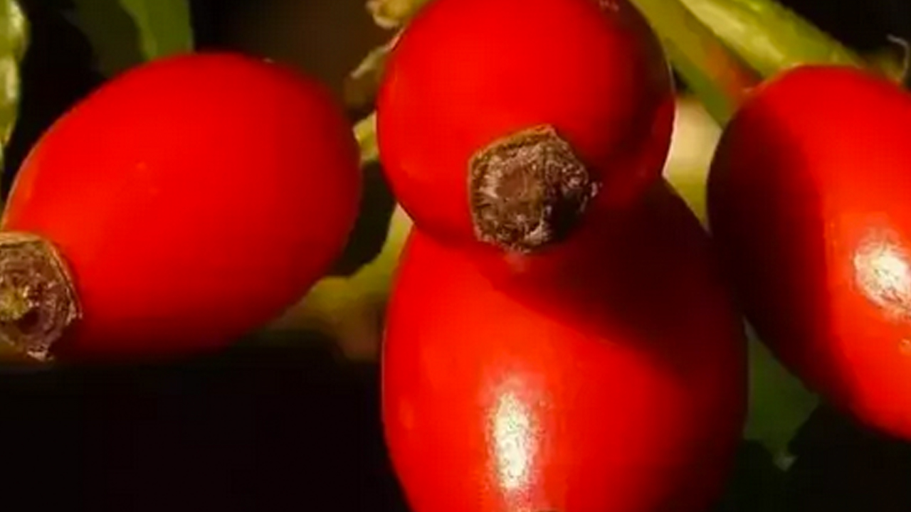 Foto - Dağda kendiliğinden yetişiyor! İsteyen yapabiliyor… Doğal kolesterol ilacı, şekeri terazi gibi dengeliyor